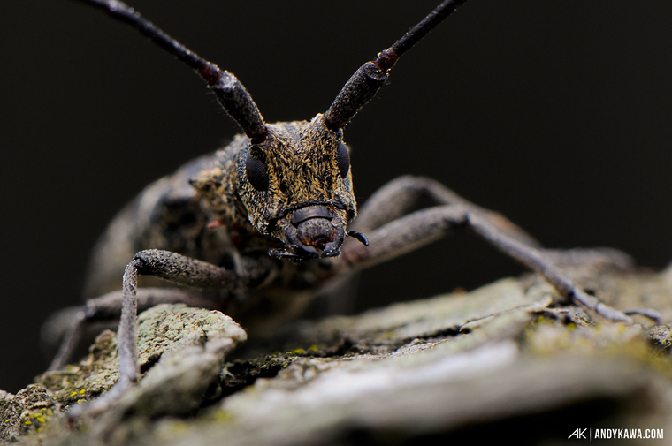 Andy Kawa Photography