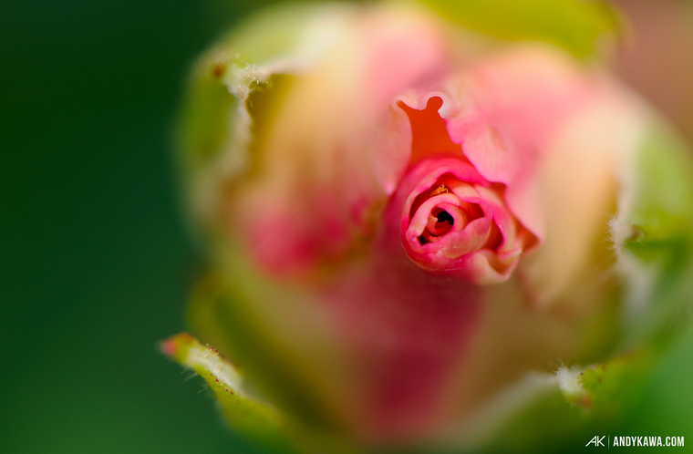 Andy Kawa Photography