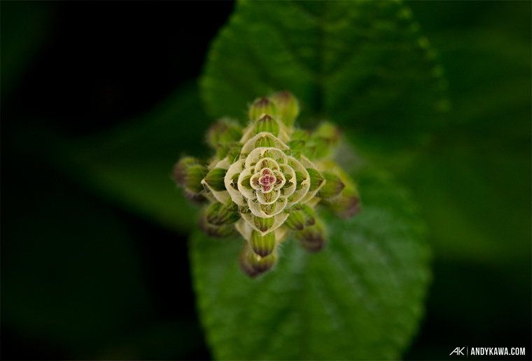 Andy Kawa Photography