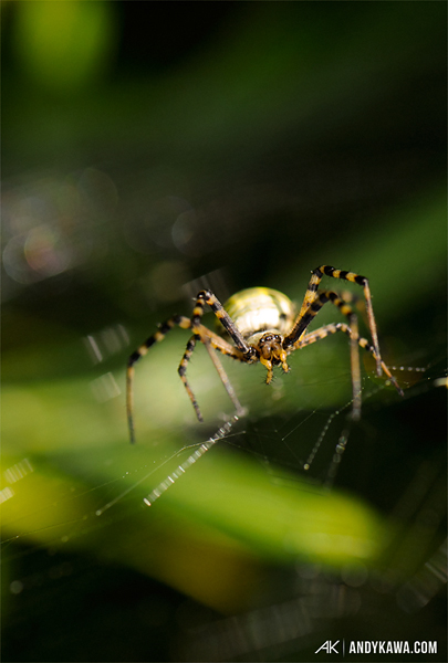 Andy Kawa Photography