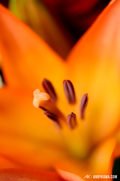 Andy Kawa Photography