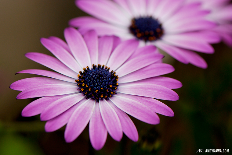 Andy Kawa Photography