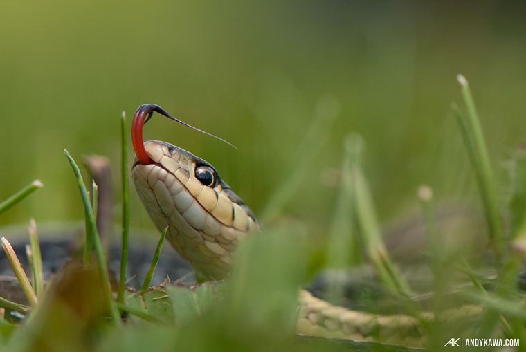 Andy Kawa Photography