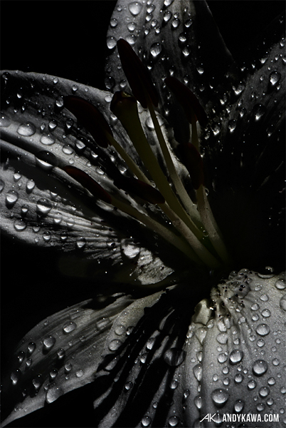 Andy Kawa Photography